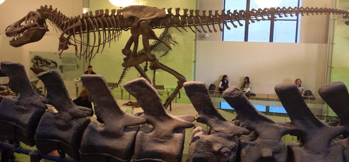 1869年、アメリカ自然史博物館設立。動植物、鉱物など自然科学・博物学に関わる多数の標本・資料を所蔵・公開。映画『ナイト ミュージアム』(2006年)の舞台。