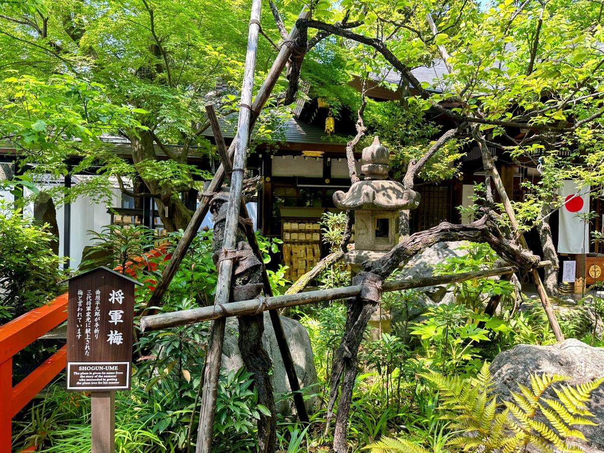愛宕神社の梅の木