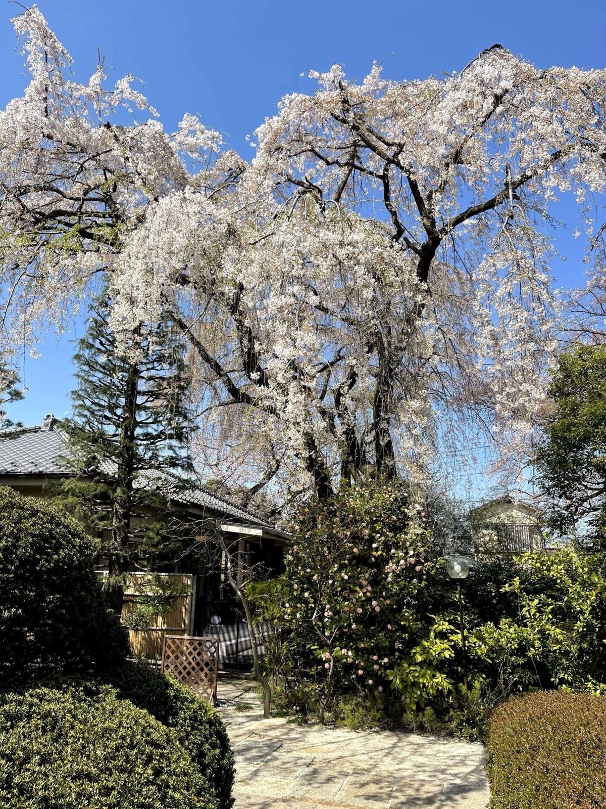中院の枝垂れ桜